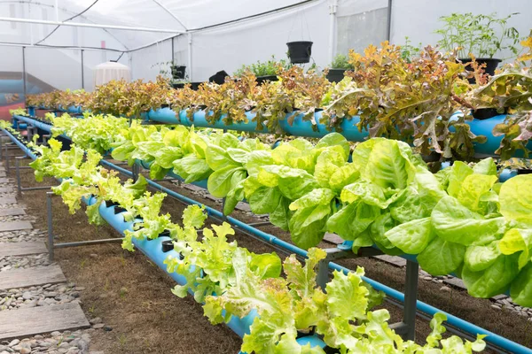 Granja ecológica de cultivo de hortalizas hidropónicas —  Fotos de Stock