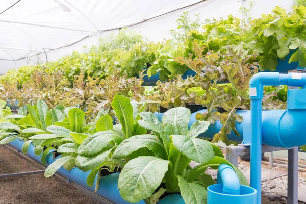 Biologischer Gemüseanbau mit Hydrokultur — Stockfoto