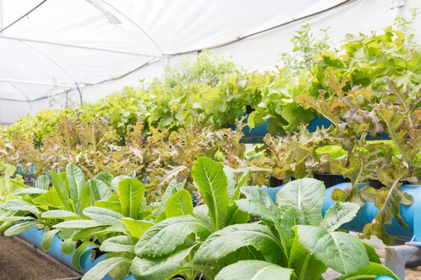 Granja ecológica de cultivo de hortalizas hidropónicas —  Fotos de Stock