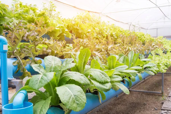 Granja ecológica de cultivo de hortalizas hidropónicas —  Fotos de Stock