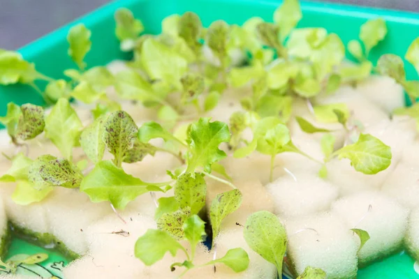 Organik hidroponik sebze yetiştirme çiftliği