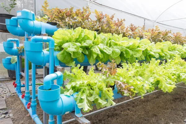 Granja ecológica de cultivo de hortalizas hidropónicas — Foto de Stock