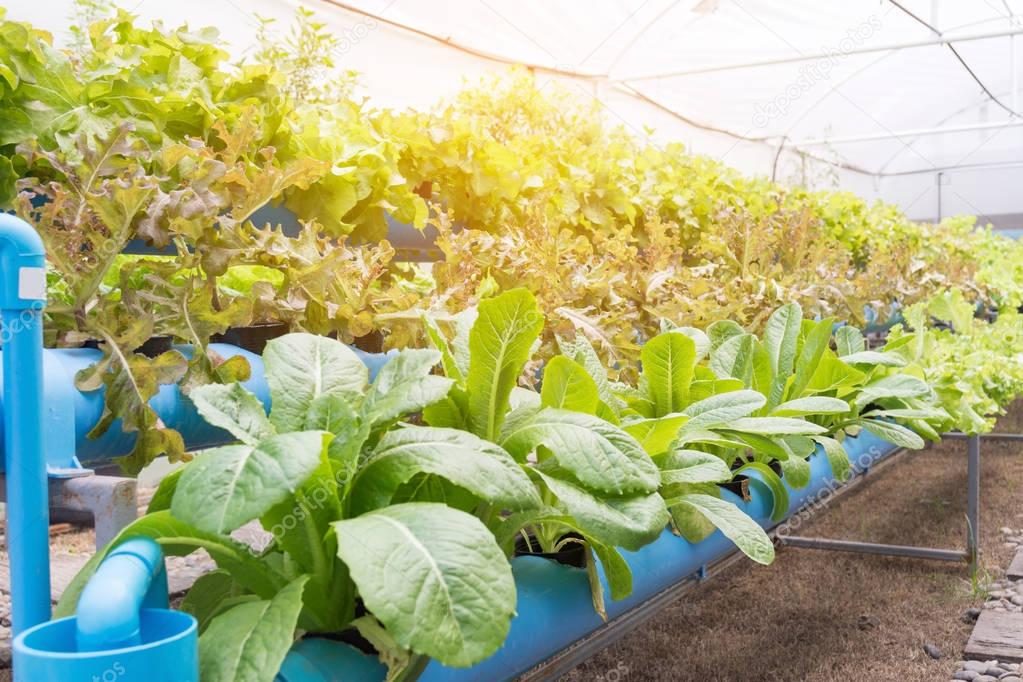 Organic hydroponic vegetable cultivation farm