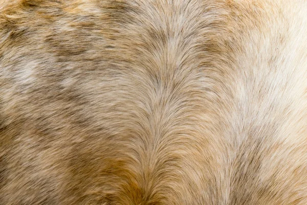 Bruin paard bont achtergrond — Stockfoto