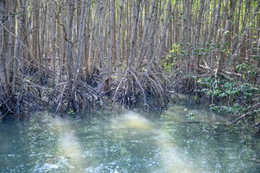Mangrove ormanının göldeki yansıması.