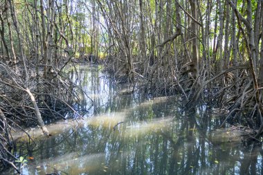 Mangrove ormanının göldeki yansıması.