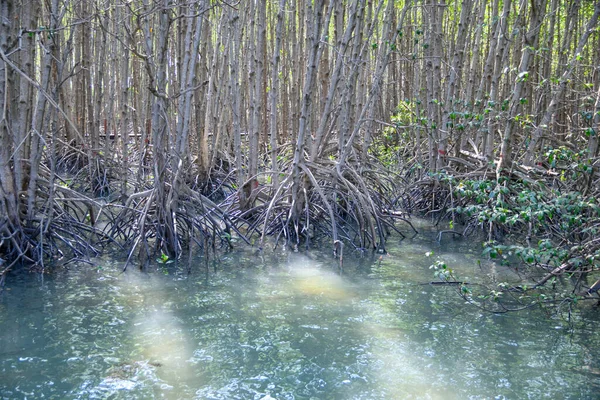 Reflexão da floresta de mangue no lago — Fotografia de Stock