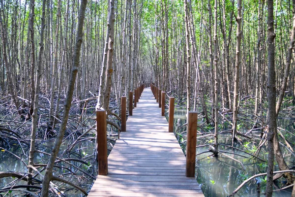 Riflessione foresta di mangrovie nel lago — Foto Stock