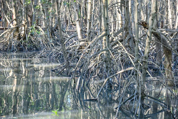 Reflexion des Mangrovenwaldes im See — Stockfoto