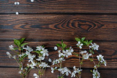 Koyu ahşap arka planda çiçek açan kiraz çiçekleri. Mesaj için yer. Bahar konsepti Tasarım için doku yüzeyi. Yakın plan. Kartpostal şablonu. Düz yerde, üst tarafta. seçici odak