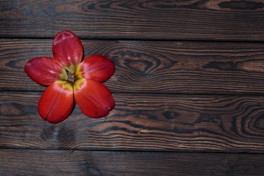 Lale çiçekleri eski kahverengi ahşap arka planda, sınır çerçeve tasarımında. Klasik renk tonu - bahar veya yaz arkaplanı konsepti, seçici odak