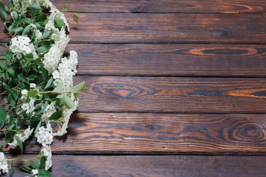 Koyu ahşap arka planda beyaz çiçeklerin dalları. Metin için boşluk. Seçici odaklanma. Sevgililer Günü ve Anneler Günü geçmişi.