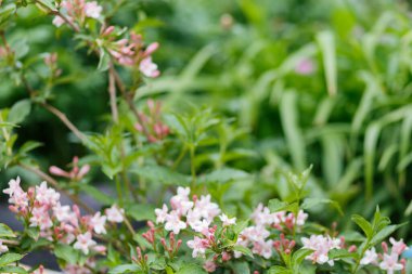 Taze kırmızı çiçekler, yeşil yapraklar, kır çiçekleri. Bahçedeki güneşli ışıkta kırmızı çiçekli güzel, yumuşak bir çalılık. Merhaba bahar. Uluslararası Kadınlar Günü için bir hediye. Seçici odak