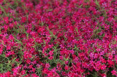 Çok Renkli Çiçeklerin Tam Çerçevesi. Yüksek açılı çiçek aranjmanı. Markette pembe ve mor çiçek buketleri. Merhaba bahar. Uluslararası Kadınlar Günü için bir hediye. Seçici odak