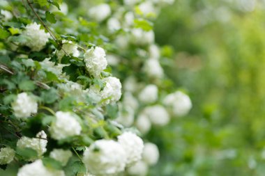 Çiçekli viburnum buldenezh, açık havada beyaz çiçekler seçici bir şekilde yeşil bulanık arka plana odaklanmış. Güzel bahar çiçekleri. Anneler Günü için bir buket çiçek. Uluslararası Kadınlar Günü hediyesi..
