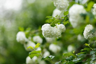 Çiçekli viburnum buldenezh, açık havada beyaz çiçekler seçici bir şekilde yeşil bulanık arka plana odaklanmış. Güzel bahar çiçekleri. Anneler Günü için bir buket çiçek. Uluslararası Kadınlar Günü hediyesi..