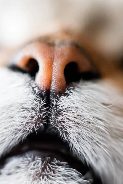 매크로 고양이 고양이 고양이에게 가까이 다가가면 어떻게 될까요 — 스톡 사진