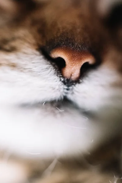 Mladá Domácí Kočka Makro Oblíbený Mazlíček — Stock fotografie
