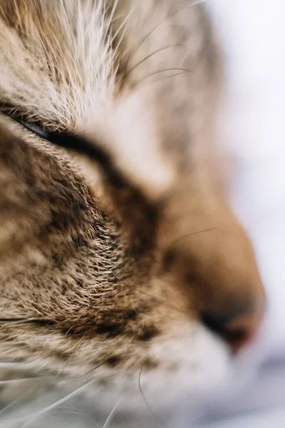 Kucing Domestik Muda Makro Hewan Peliharaan Favorit — Stok Foto