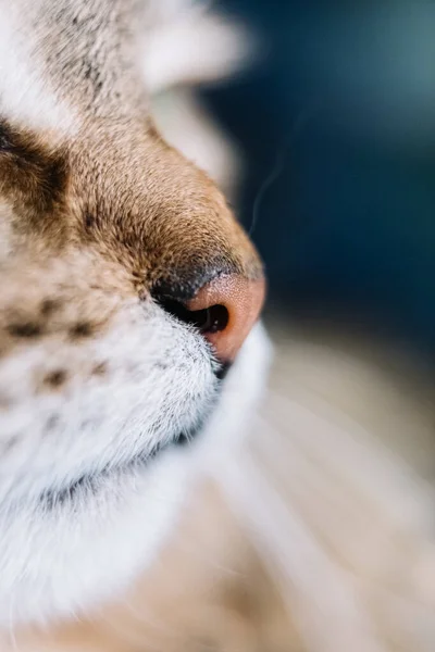 Jeune Chat Domestique Macro Animaux Préférés — Photo