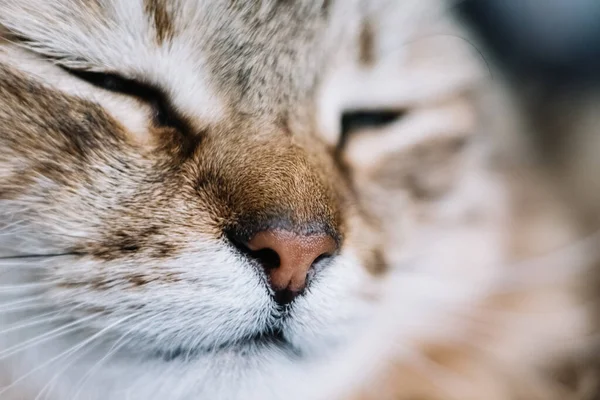 Молодий Домашній Кіт Макро Улюблена Тварина — стокове фото