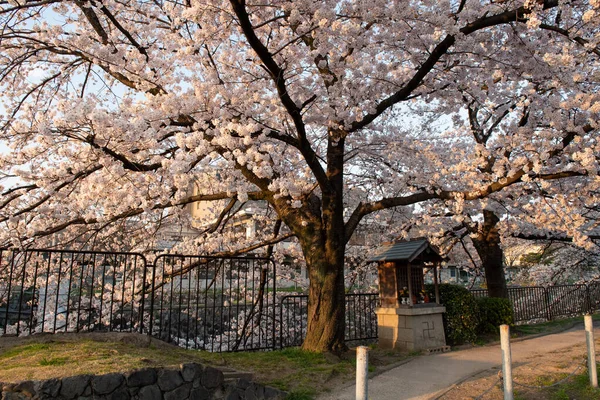 Kyoto Lane 'de güzel kiraz çiçekleri