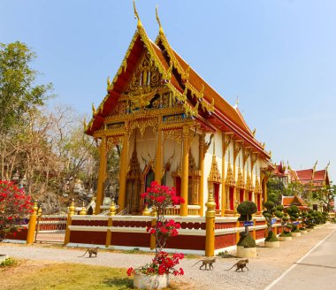 Maymunlar antik tapınak. Phetchaburi, Tayland.