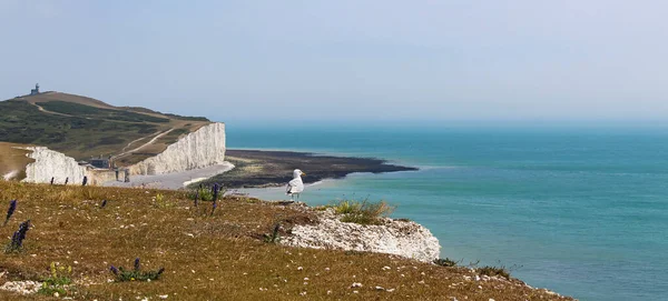 Семь Сестёр Англия Белые Скалы Океан Птицы Пейзажи — стоковое фото
