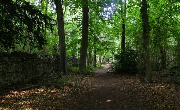 Acalma Tua Mente Mística Floresta Caminho — Fotografia de Stock