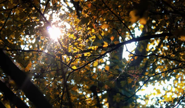 Filial Och Spindelnät Skog Bakgrund — Stockfoto