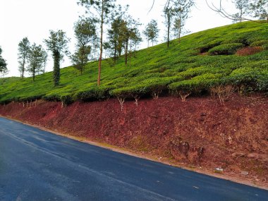 Munnar 'ın çay bahçesi manzarası, benim acılı fotoğraflarım.