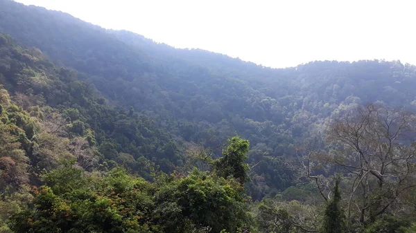 Floresta Nas Cadeias Montanhosas Himalaia Entre Aldeias Chopta Ukhimath Uttarakhand — Fotografia de Stock