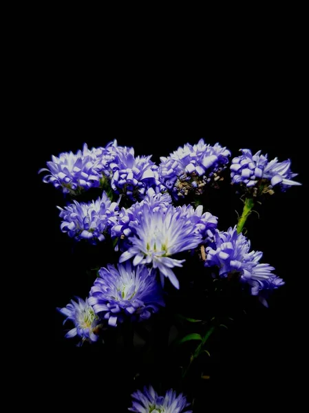 Wild Aster Aster Peacock Black Background Stock Photos — 스톡 사진