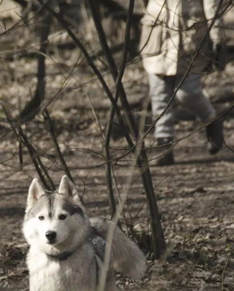 Cão Cinza Branco Primeiro Plano Uma Dona Feminina Passeio Floresta — Fotografia de Stock