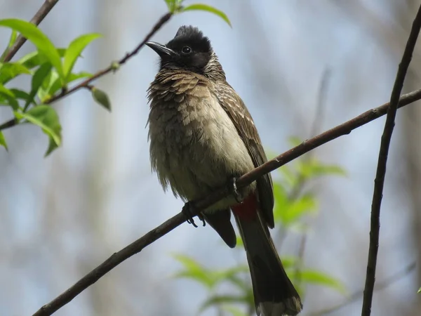 Pájaro Bulbul Ventilado Rojo —  Fotos de Stock