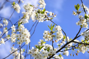 Gökyüzünde bir sürü çiçek var.
