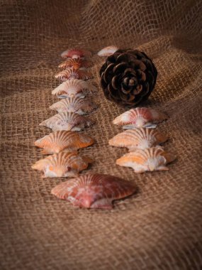 Kumaş ve ahşap masa üzerinde deniz kabuğunda beyaz bir zephyr. Özel bir an yaşayan biri için çok güzel bir sürpriz. Aşk..