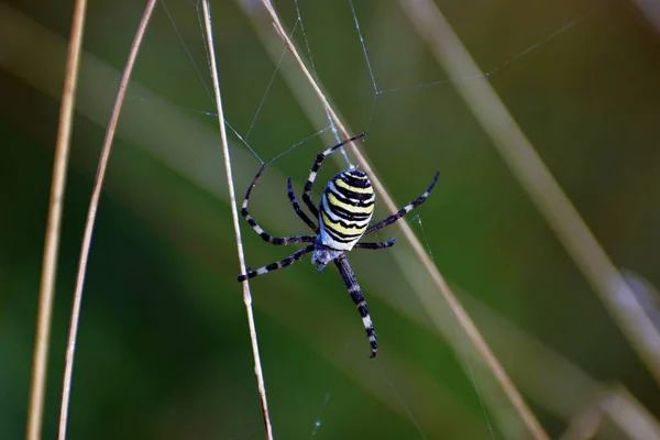 Macro arañas web con gotitas contra un fondo gris —  Fotos de Stock