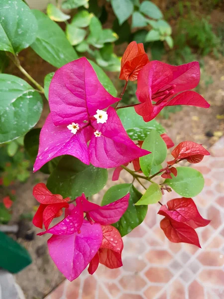 Bougainvillea çiçeğinin dikey fotoğrafı. Bahçedeki güzel pembe çiçekler. Parlak çiçek arkaplanı