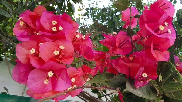 Güzel parlak bougainvillea çiçeği yakın plan. Bahçede ya da parkta sevimli pembe çiçekler. Çiçek arka planı