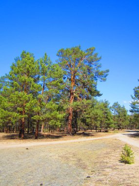 Çam ağaçlarıyla kaplı manzara öğle güneşiyle aydınlanıyor ve ormana giden bir yol var..