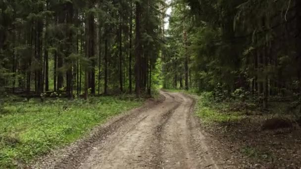 Rusya Daki Orman Yolu — Stok video