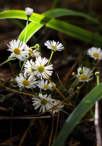Daisy Found Wild Forest Forest Flowers Flowers Forest Camomiles — Stock Photo, Image