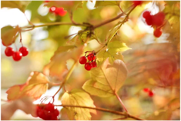 Вибурнум Красные Ягоды Кусте Перед Солнечным Светом Природный Источник Витамина — стоковое фото