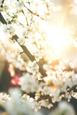 Çiçek açan kayısı ağacı, çiçek açan bir kayısı dalı. Erik ağacı, gün batımının önünde çiçekli ağaç dalları