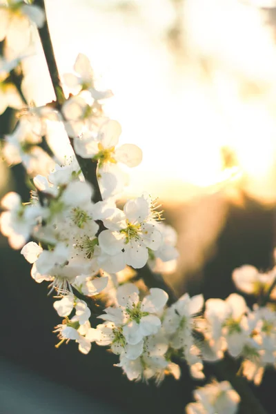 盛开的杏树 开花的杏树的枝条 日落前开花结果 — 图库照片