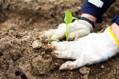 İş yerindeki erkek elleri iki eliyle tohuma dokunuyor. Karnabahar fideleri dikiyorum.