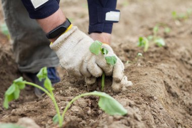 İş yerindeki erkek elleri iki eliyle tohuma dokunuyor. Karnabahar fideleri dikiyorum.