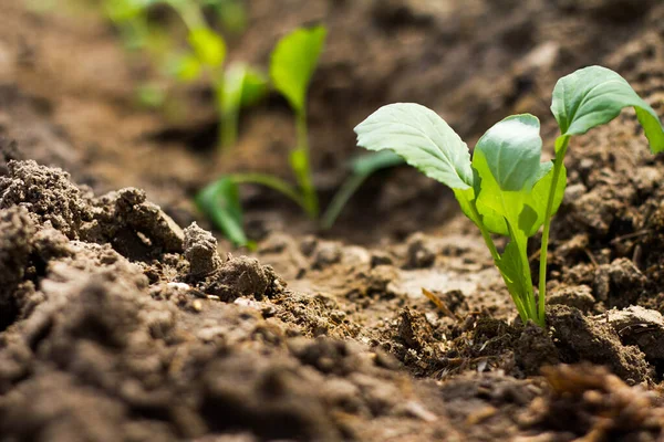 Bloemkool Zaailingen Bed Veld Bodem Groene Zaailingen Het Veld Groeiende — Stockfoto