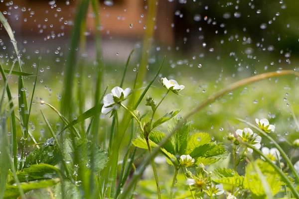 Watering Strawberry Seedlings Watering Can Drops Water Strawberry Seedlings Strawberry — Stock Photo, Image